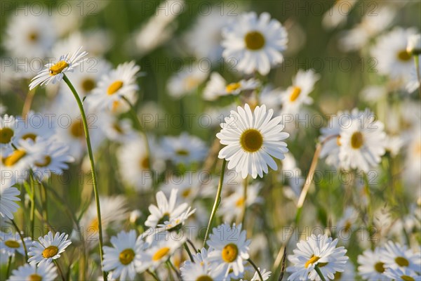 Oxeye daisy