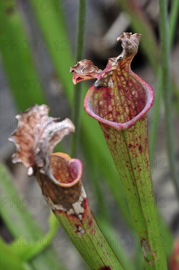 Carnivorous trumpet pitcher plant Sarracenia Stevensii in the National Botanic Garden of Belgium