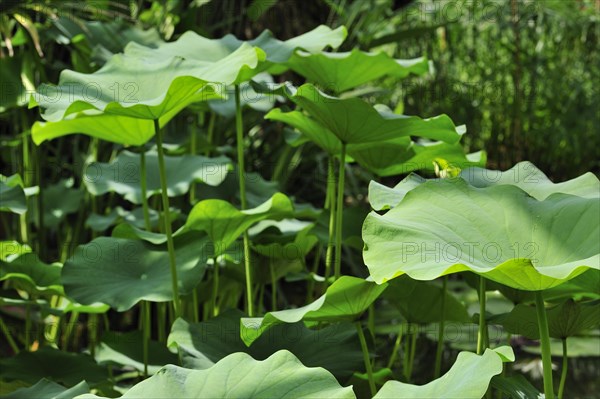 Indian Lotus