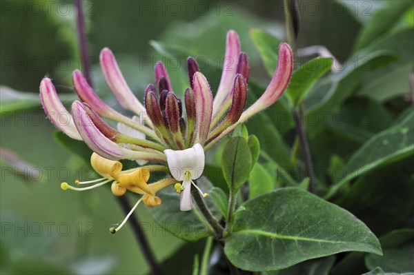 Common Honeysuckle