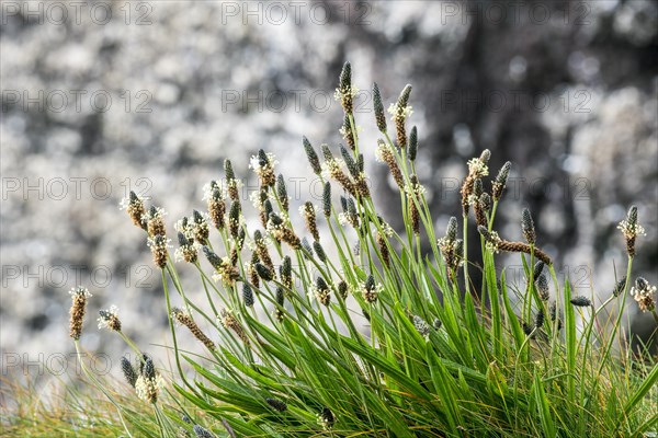 English plantain