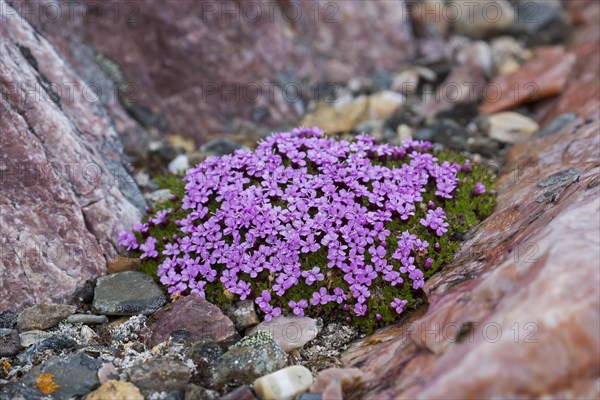 Moss campion