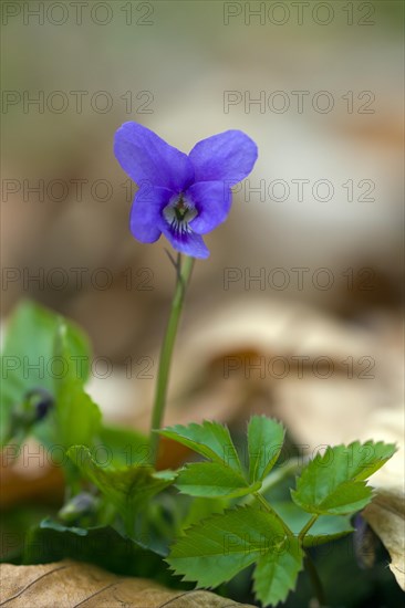 Early dog-violet