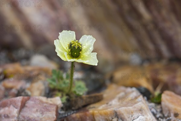 Svalbard poppy