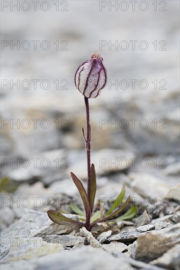 Polar campion