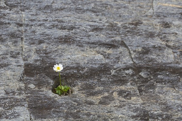 Alpine crowfoot