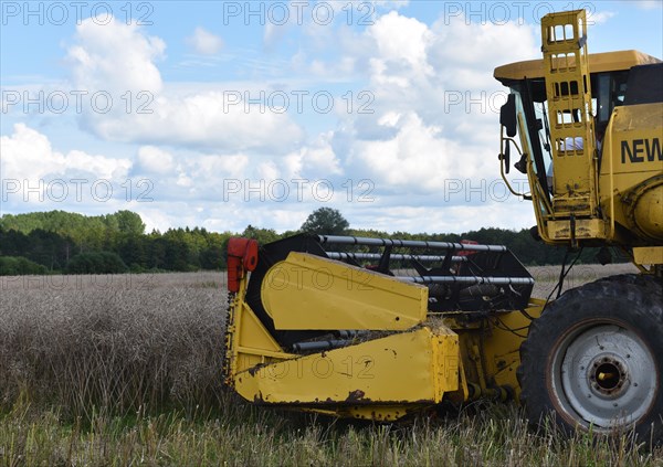 Combine harvester during rape