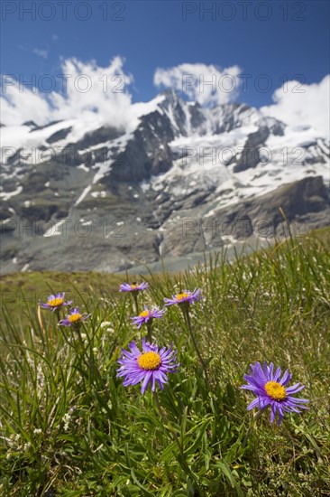 Alpine aster