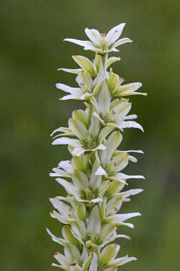 False helleborine