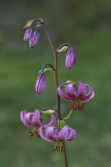 Martagon lily