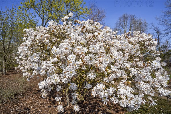 Flowering Magnolia stellata Maxim