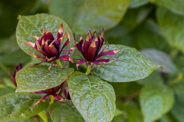 (Calycanthus fertilis) Purpureus, Calycanthus floridus Purpureus, close-up of red flowers and leaves