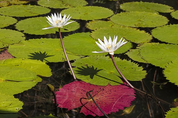 Dotleaf waterlilies