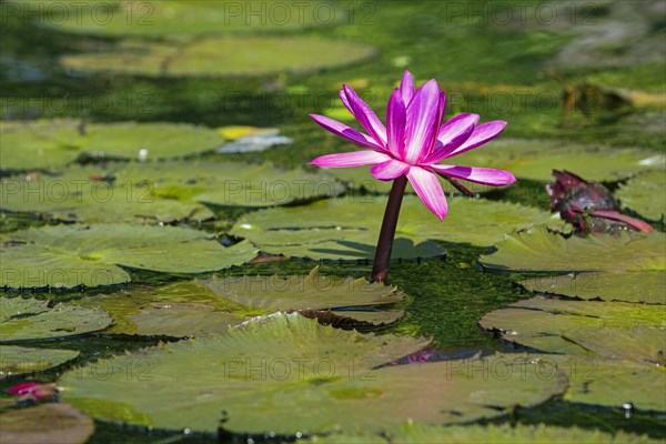 Dotleaf waterlilies