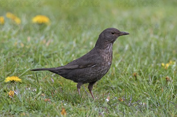 Eurasian blackbird