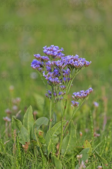 Common sea-lavender