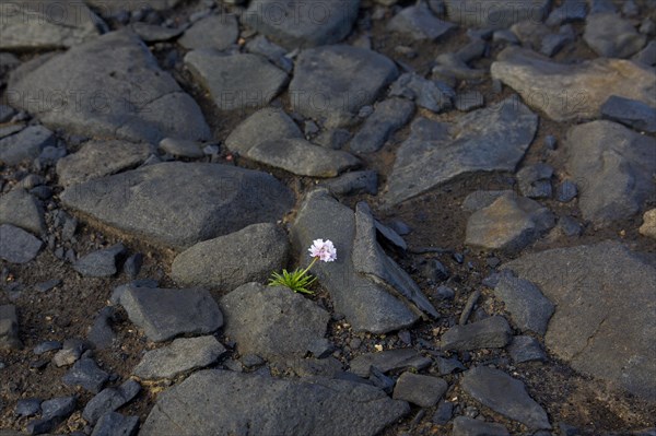 Sea thrift