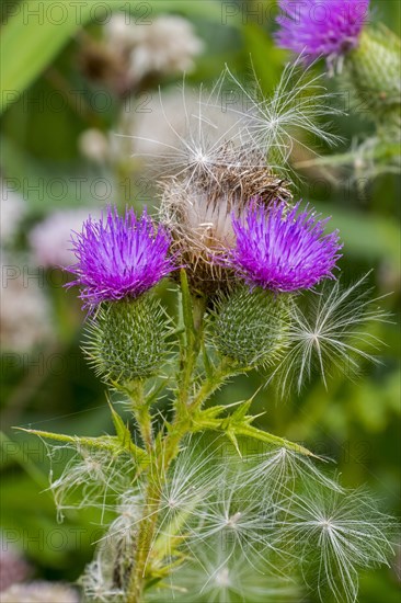 Seeds and seedheads