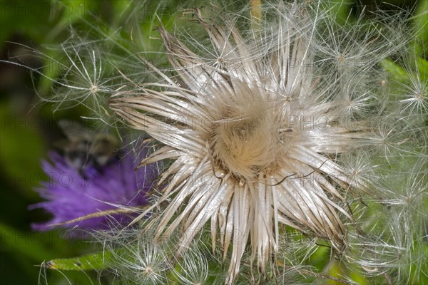 Seeds and seedhead