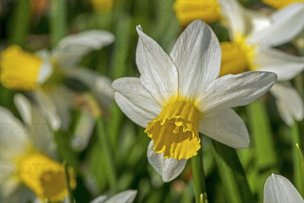 Close-up of the white daffodil cultivar