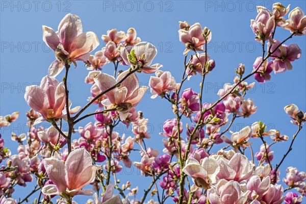 Flowering Light Pink