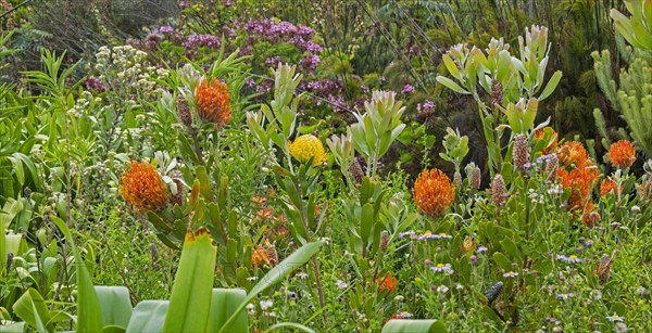 Colourful flowers at the Kirstenbosch National Botanical Garden at the foot of Table Mountain in Cape Town