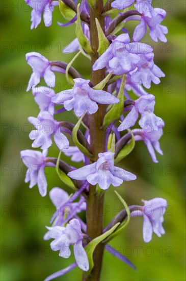 Fragrant orchid