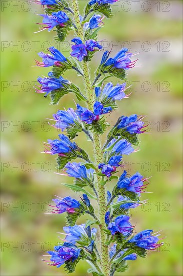 Viper's bugloss