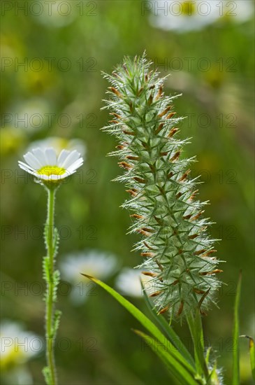 Narrowleaf crimson clover