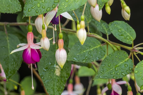 Fuchsia Rose of Castile in flower