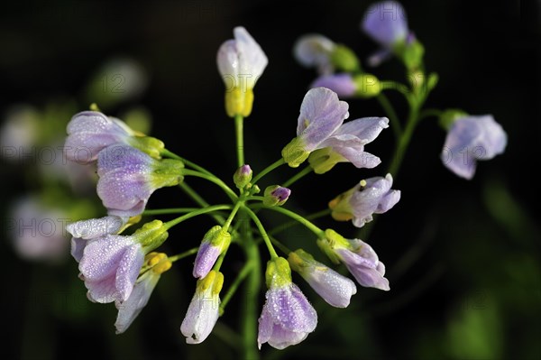 Cuckoo Flower