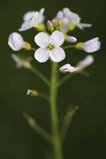 Cuckoo flower