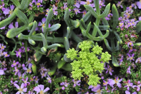 Rock samphire