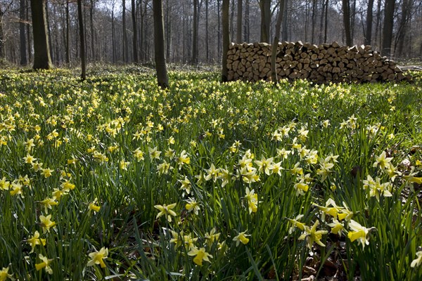 Wild daffodils