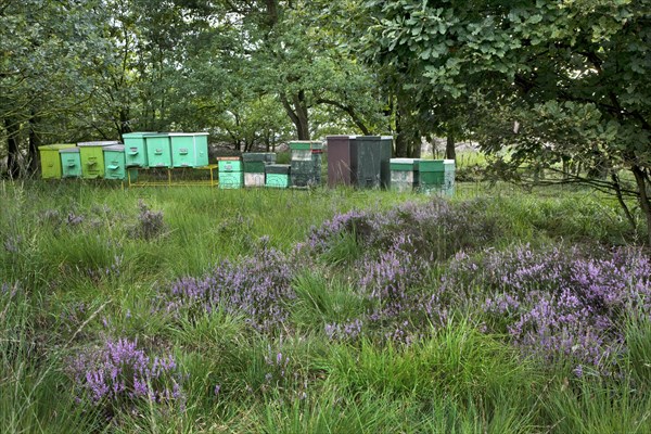 Beehives in heathland at the Hoge Kempen National Park