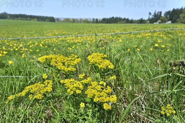 Cypress spurge