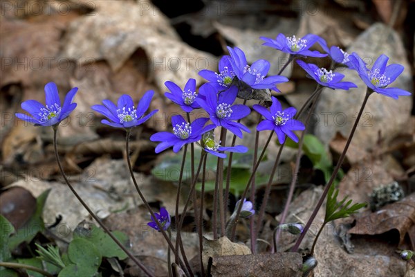 Common hepatica