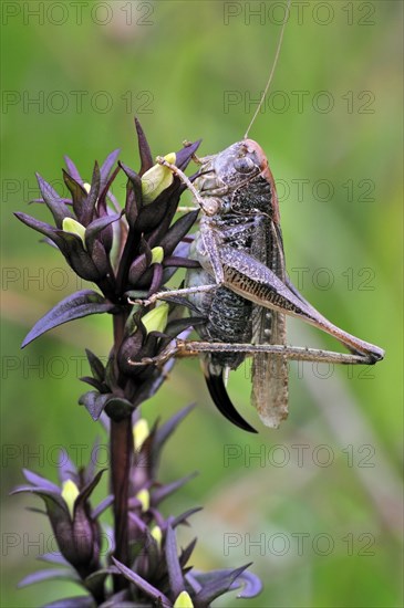 Female Grey bush cricket