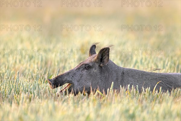 Solitary wild boar