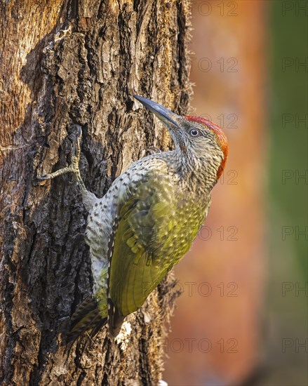 European green woodpecker