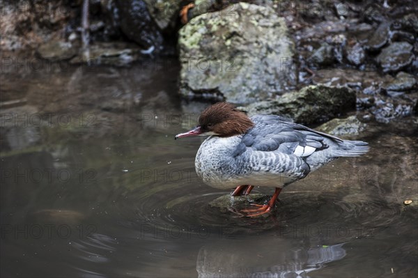 Common merganser