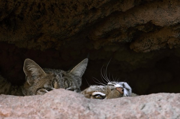 Two bobcats