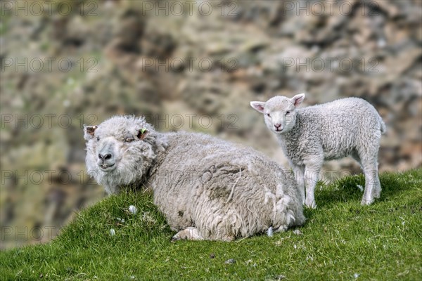 White sheep ewe and lamb resting on sea clifftop at Hermaness National Nature Reserve