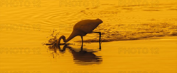 Great white egret