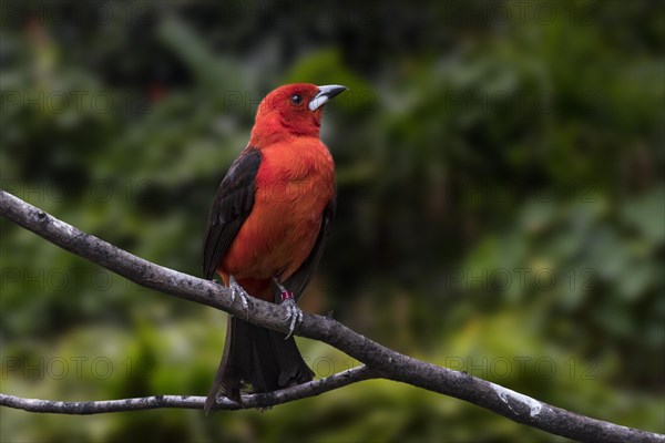 Brazilian tanager