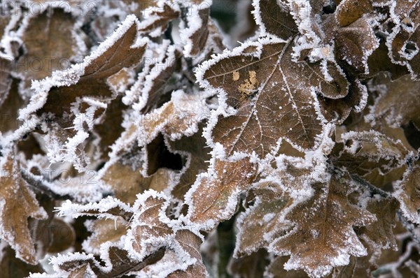 Leaves of English oak