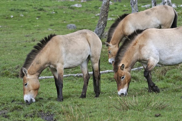 Przewalski's Horses