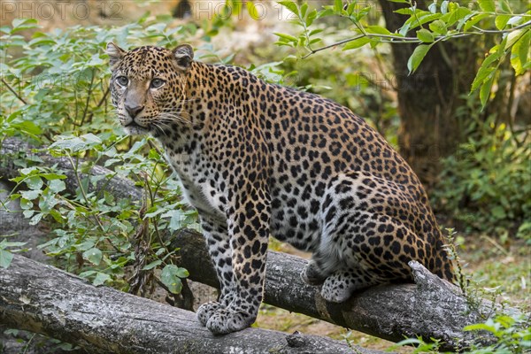 Javan leopard