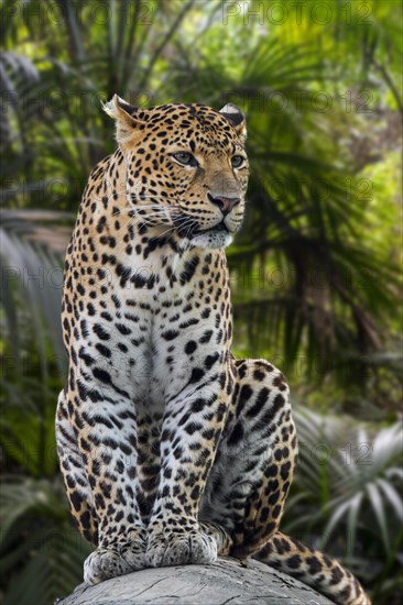 Javan leopard