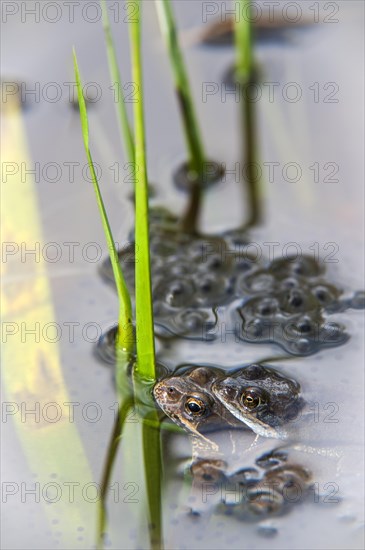 European common brown frogs